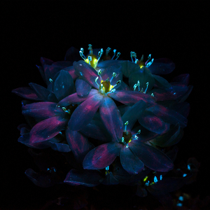 两个肥奶被揉出奶水
